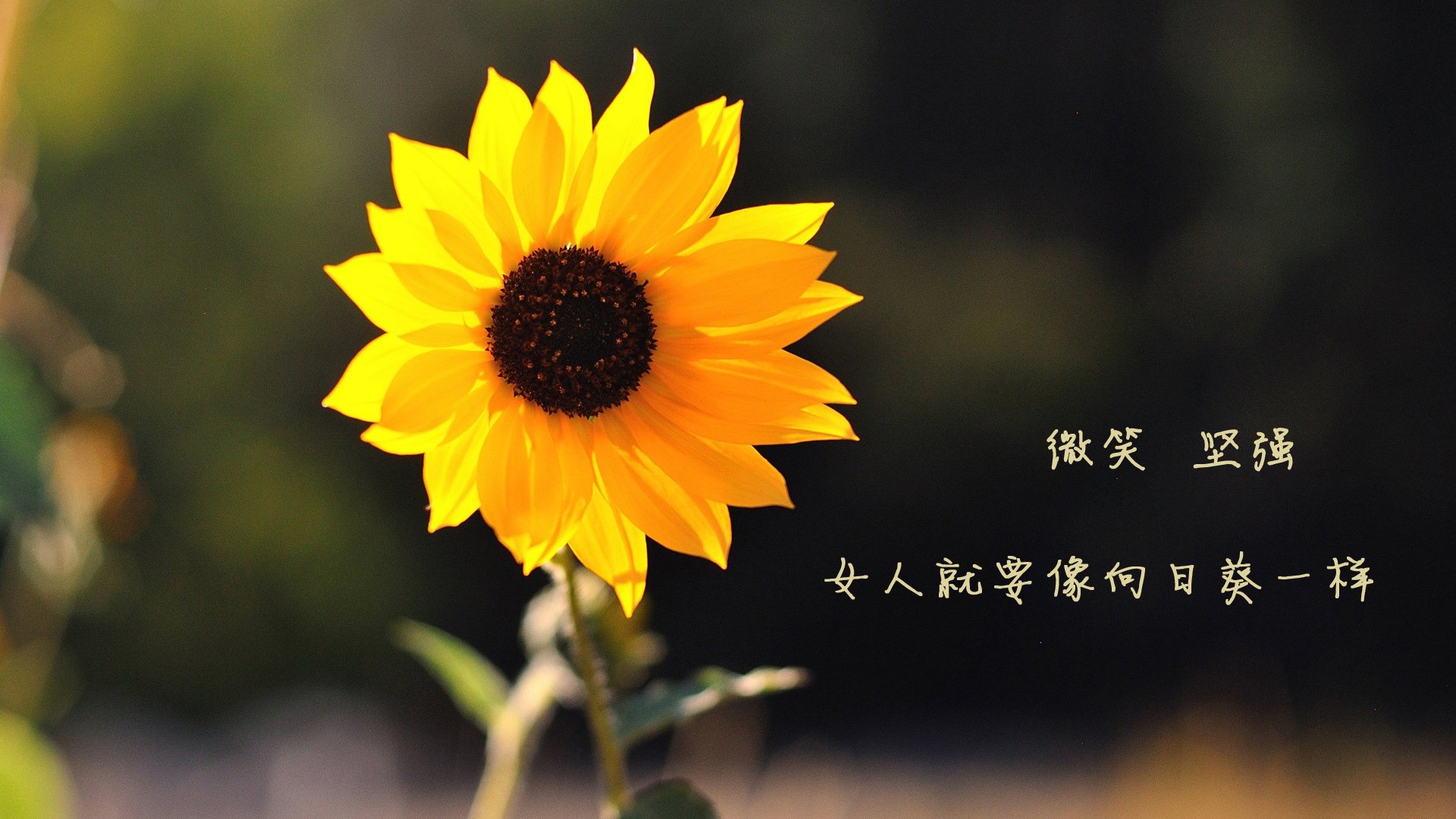 平行宇宙的冠军公式,当鹈鹕踏平开拓者,欧文在德甲接管比赛