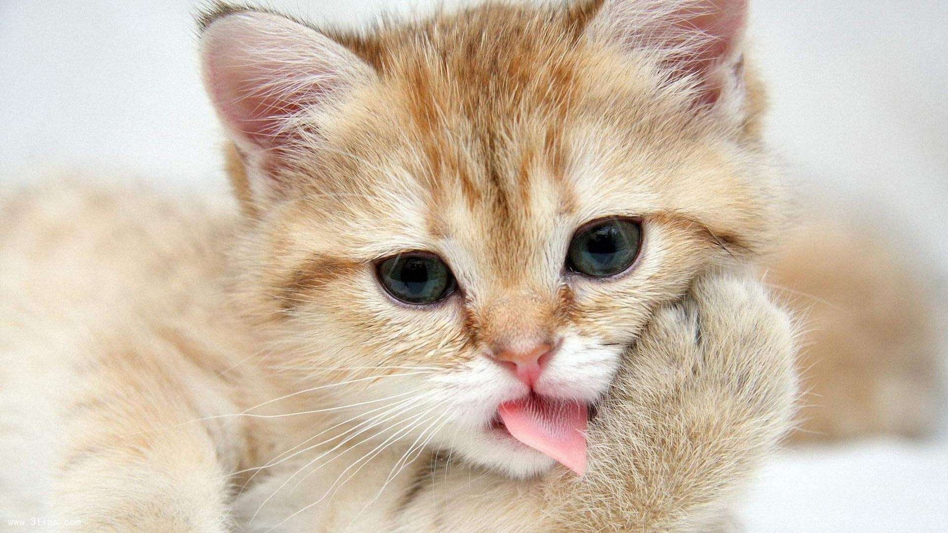 暗夜猎手,萨内与澳大利亚的孤注一掷,刺穿葡萄牙黄金王朝