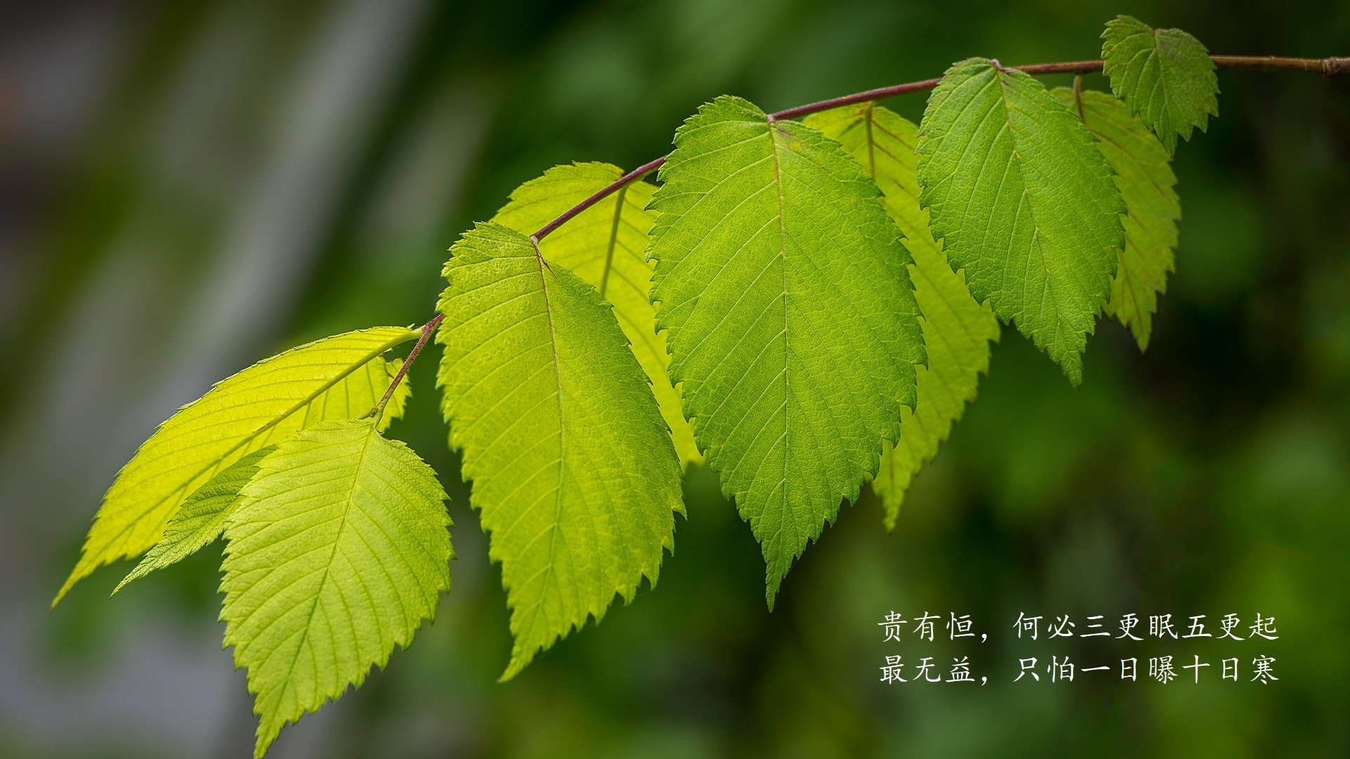 格雷茨曼的独舞与草根奇迹,2026世界杯D组,一场被唯一性定义的天堂与地狱之战